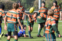 RC Waterland - Rotterdamse RC (Cubs Bowl Poule A, 1e fase)